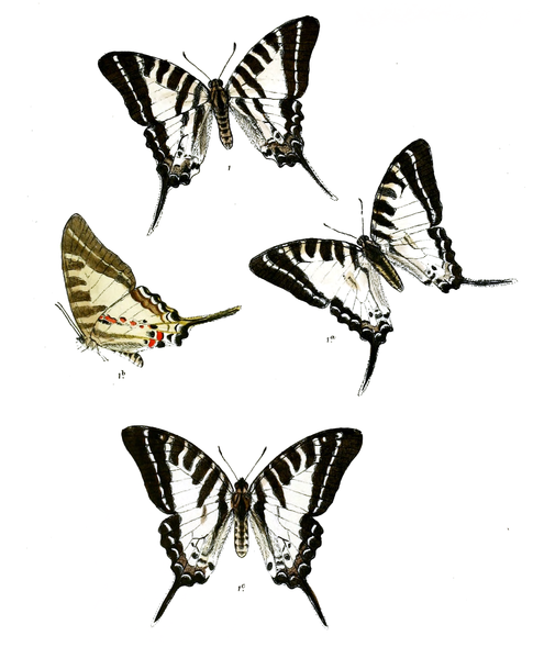 File:Graphium anticrates 476.png