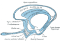 Scheme of rhinencephalon. (Olfactory tract visible at left.)