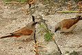 Grey-headed Sparrow, Passer griseus