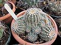 Gymnocalycium bruchii