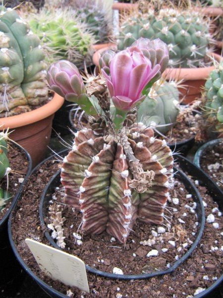 File:Gymnocalycium mihanovicii (3779412942).jpg