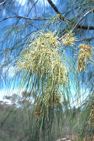 File:Hakea fraseri.png