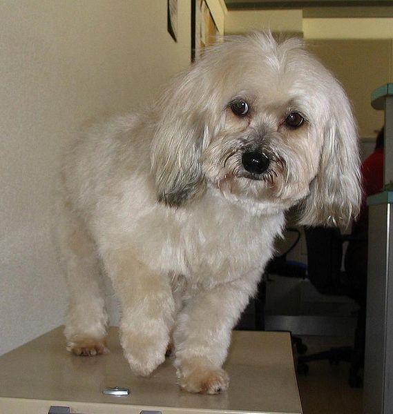 File:Havanese9321.jpg