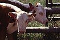 Hereford twins produced at the ARS Range and Livestock Research Unit at Miles City, Montana