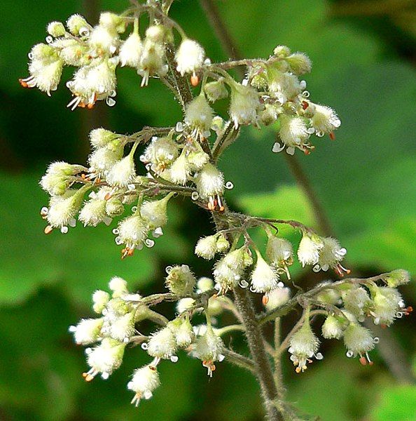 File:Heuchera maxima 4.jpg