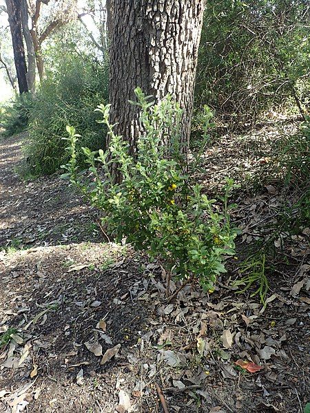 File:Hibbertia pilosa habit.jpg