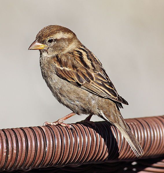 File:House-Sparrow4.jpg