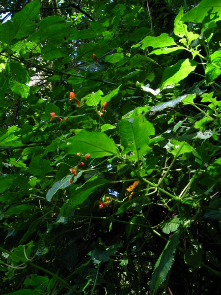 File:Impatiens Sakeriana Plant.png