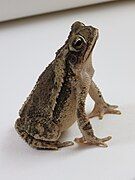 Lateral view of a toad