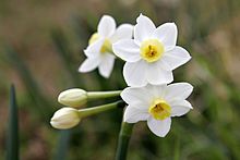 Jonquils