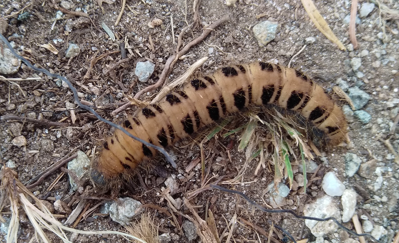 File:Lemonia sp larva.png