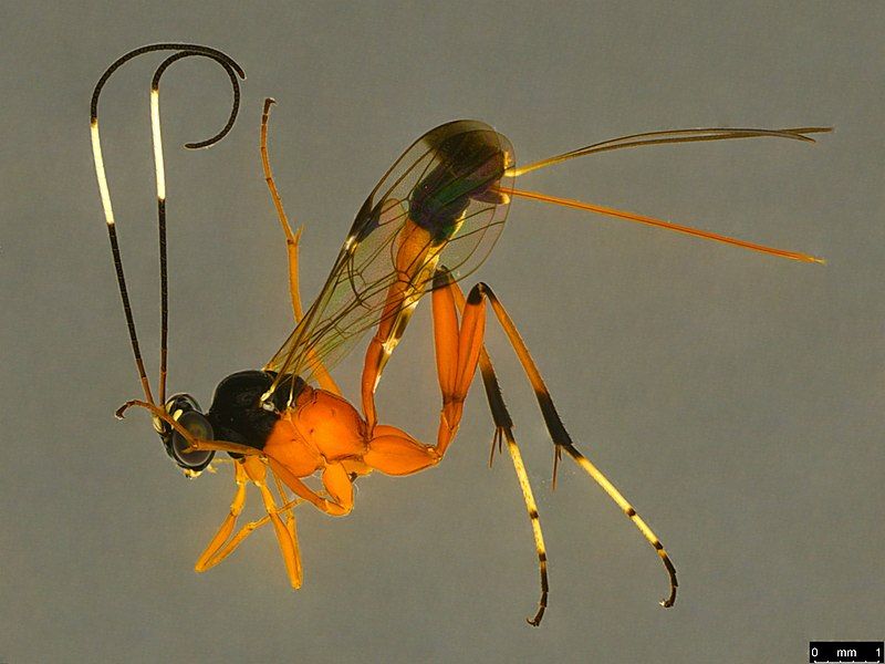 File:Leptobatopsis mesominiata.jpg