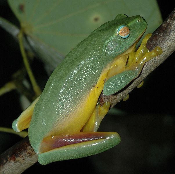 File:Litoria gracilenta.JPG