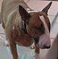 "A close up shot of the face of a bull terrier."