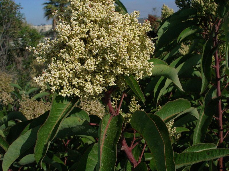 File:Malosma laurina 2.jpg