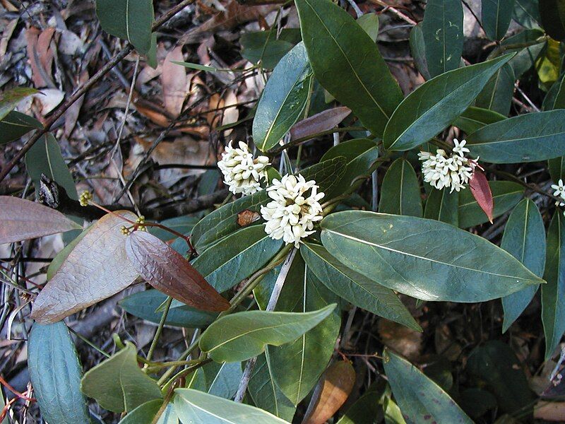 File:Marsdenia suaveolens oatley1.JPG