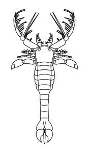 Schematic reconstruction of Megalograptus ohioensis