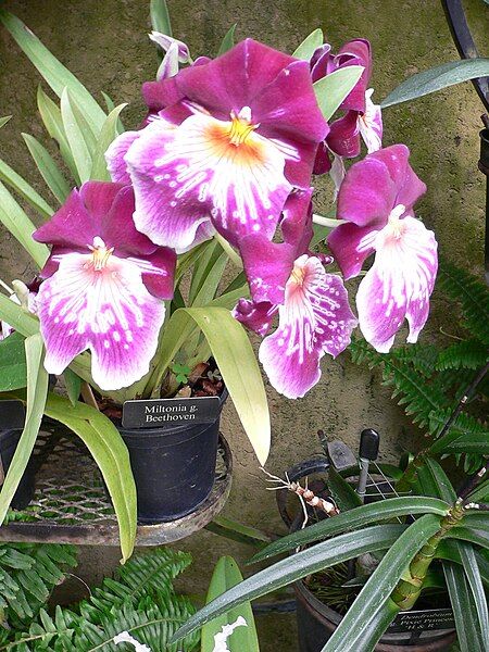 File:Miltonia grex Beethoven.jpg