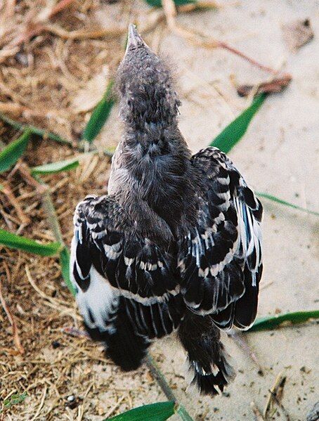 File:Mockingbird Chick008.jpg