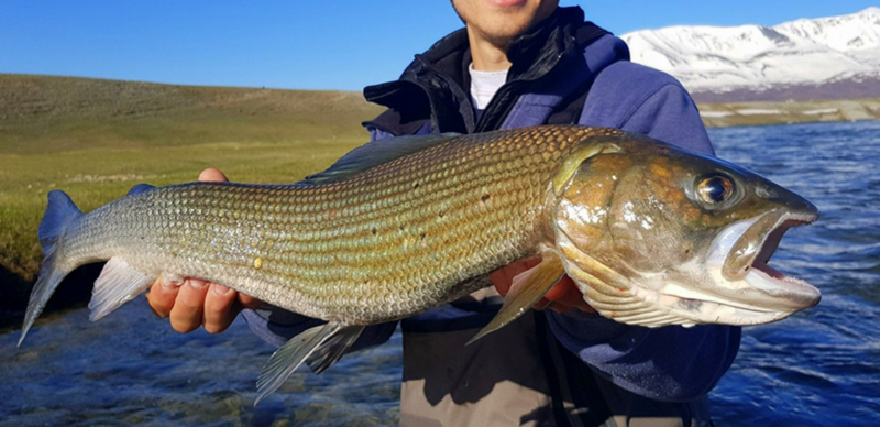 File:Mongolian grayling.png