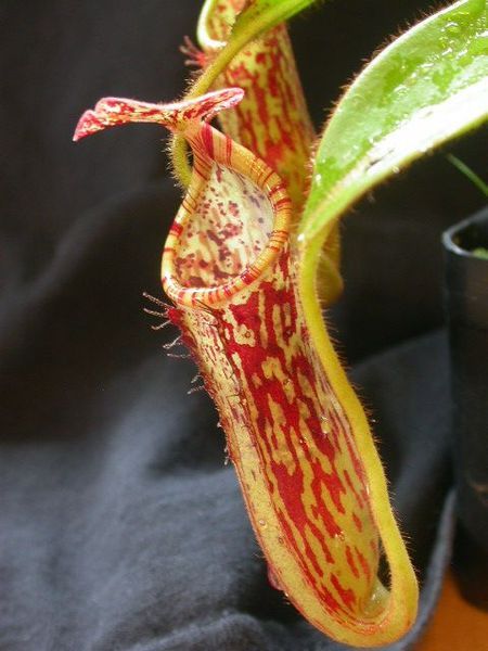 File:Nepenthes stenophylla.jpg