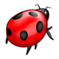 Lady Bug