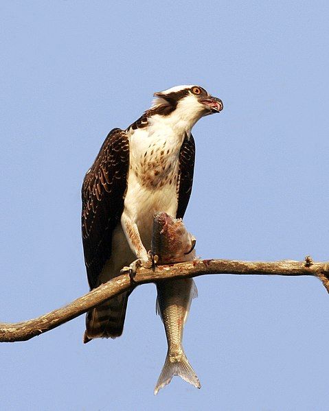 File:Osprey with fish.jpg