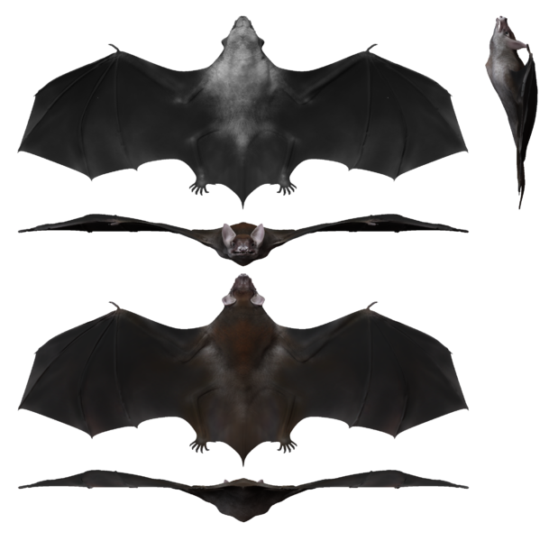 File:Palaeochiropteryx Render Sheet.png