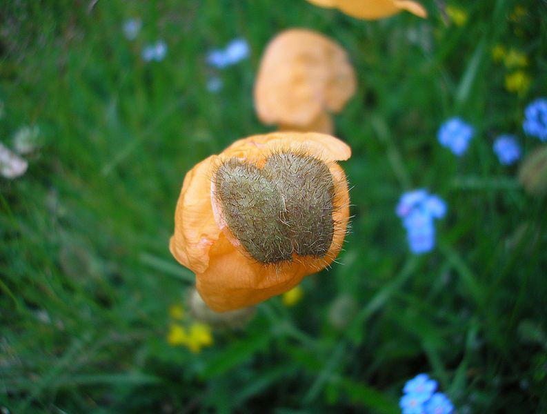 File:Papaver nudicaule sc.JPG