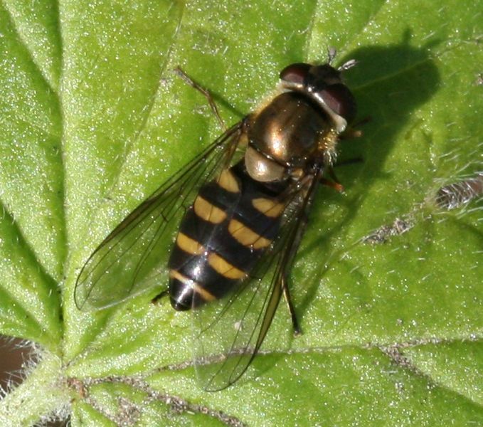 File:Parasyrph.punctulatus female.jpg