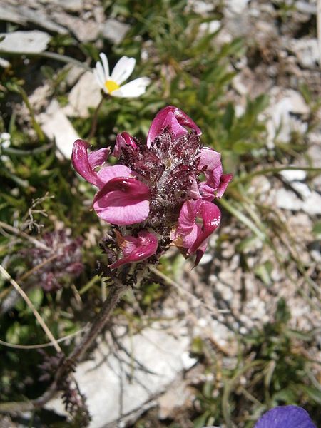 File:Pedicularis cenisia04.jpg