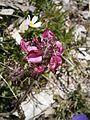 Pedicularis cenisia