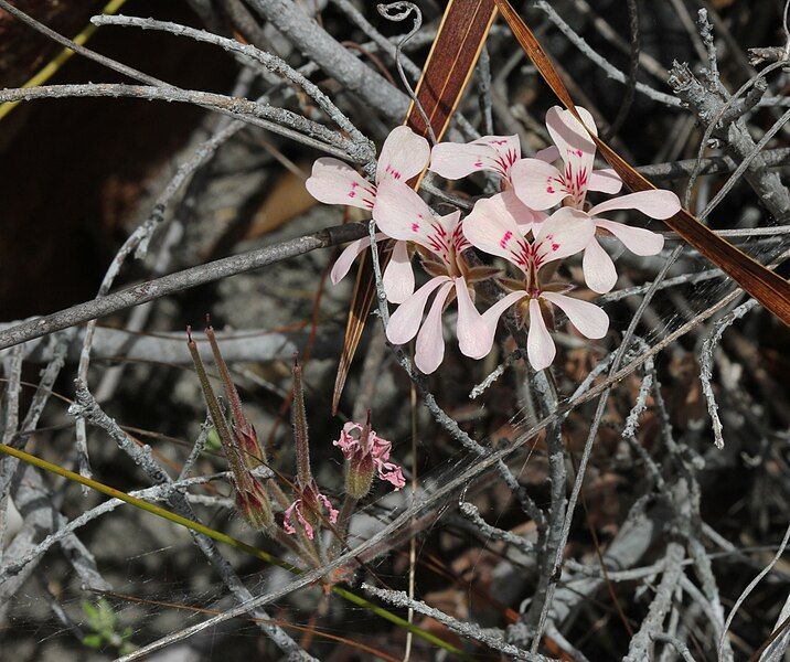 File:Pelargonium unidentified tuberous-rooted.JPG