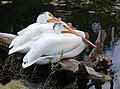 Pelicans