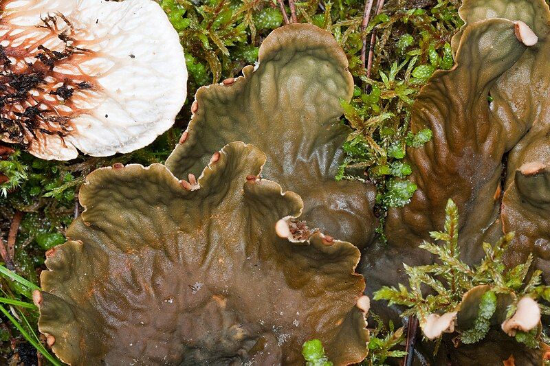 File:Peltigera cinnamomea 99230.jpg