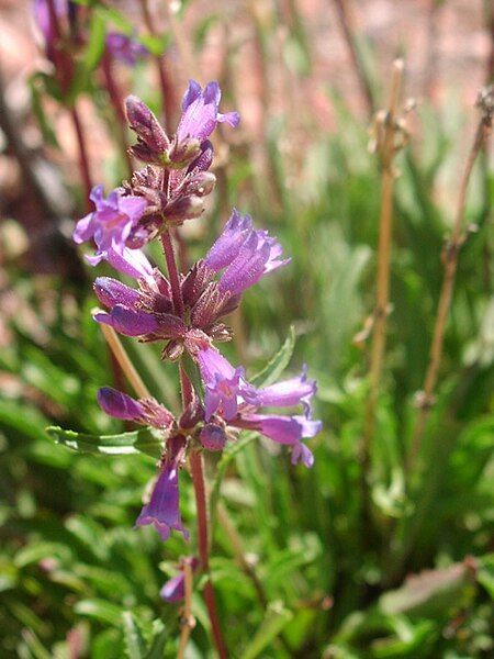 File:Penstemon pinorum.jpg