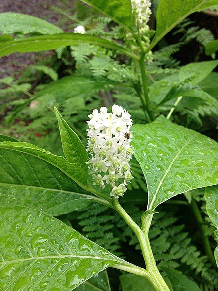 File:Phytolacca japonica.jpg