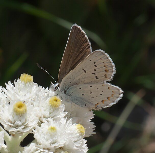 File:Plebejus anna P1060137a.jpg