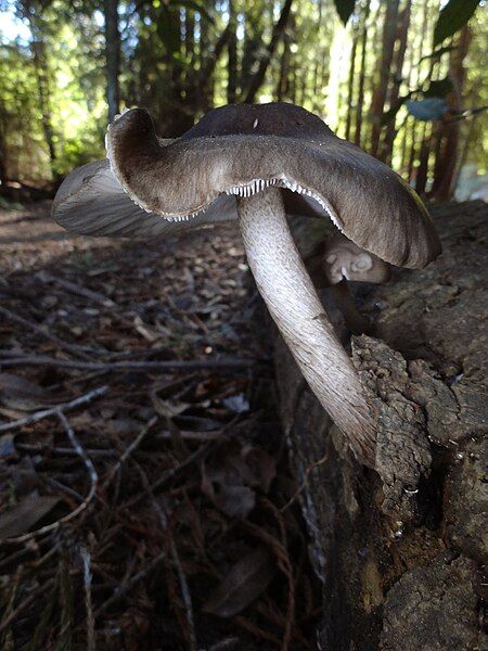 File:Pluteus exilis 502123.jpg