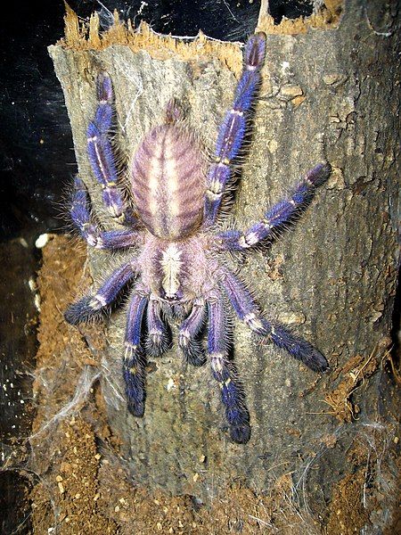 File:Poecilotheria metallica.JPG