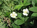 Potentilla alba close-up