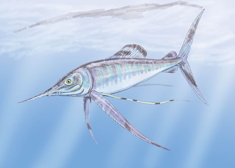 File:Protosphyraena2DB.jpg