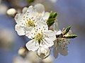 Prunus cerasifera flowers