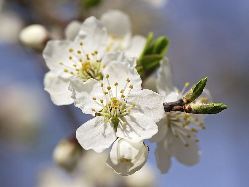 File:Prunus cerasifera LC0385.jpg