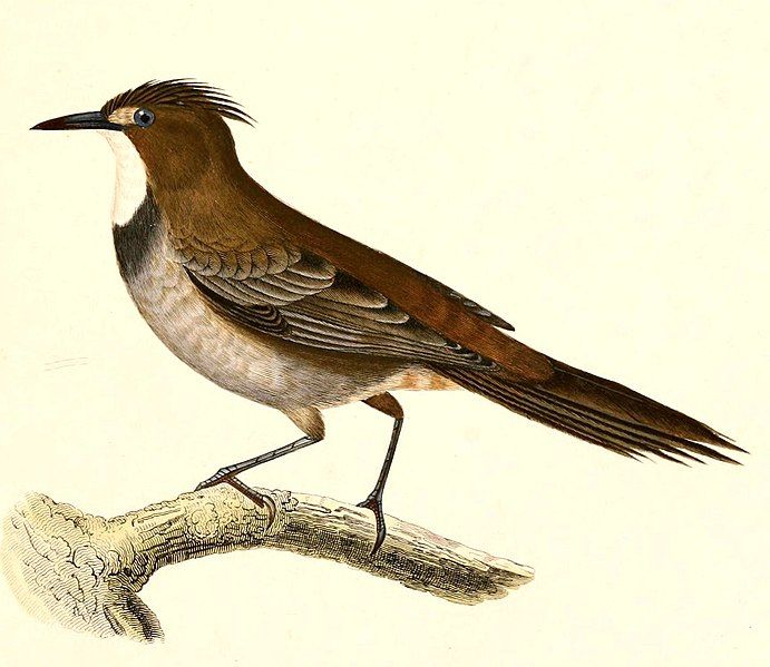 File:Pseudoseisura gutturalis 1847.jpg