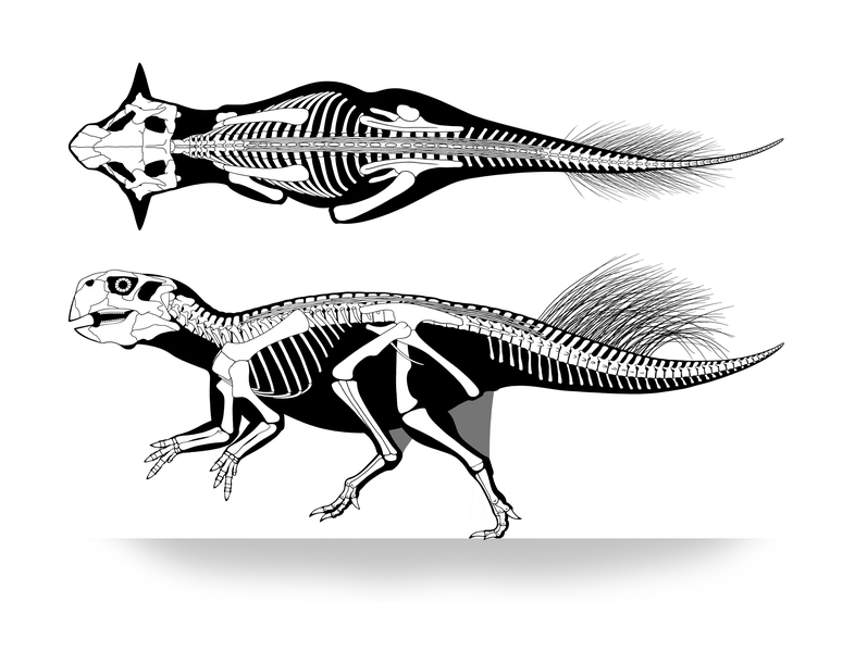 File:Psittacosaurus sp skeletal.png