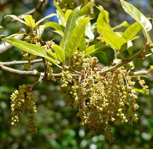 File:Quercus saltillensis 2.jpg