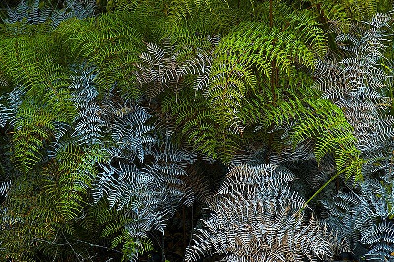 File:Rangitoto Tangle fern.jpg