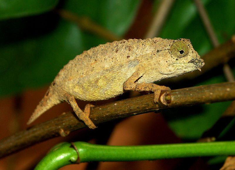 File:Rieppeleon brevicaudatus M011.jpg