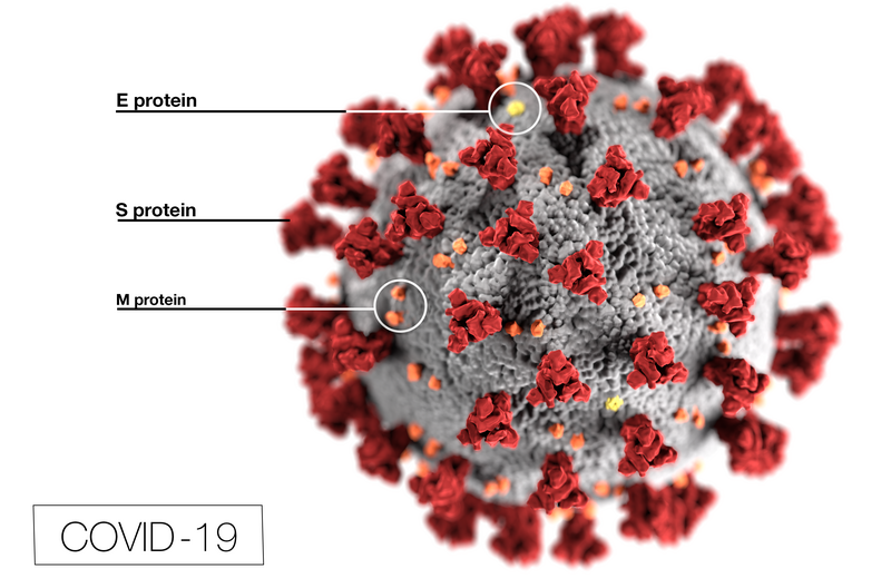 File:SARS-CoV-2 (CDC-23313).png